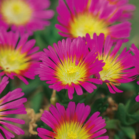 Delosperma Hot Pink Wonder