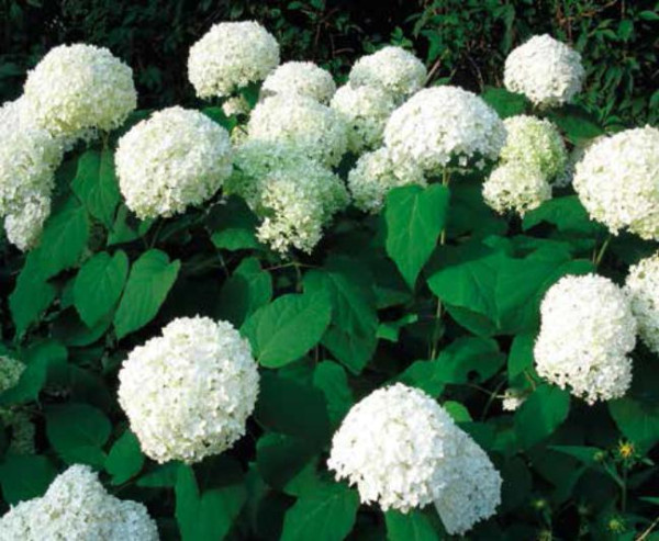 Hortenzie Annabelle