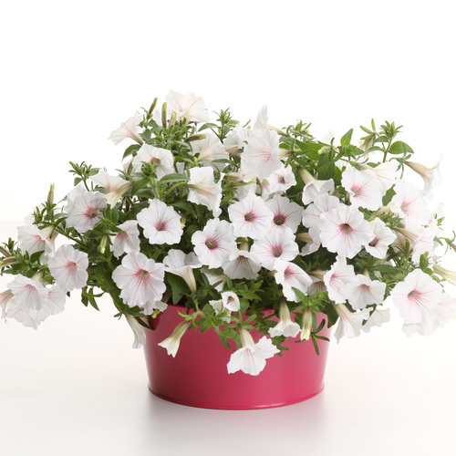 Supertunia Vista® Silverberry(3)
