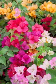 Bougainvillea - vícebarevná