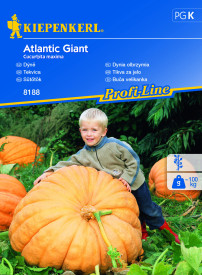 Atlantic Giant, dýně