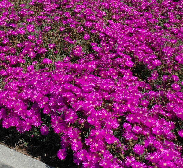 Delosperma červená (3)