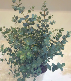 Eukalyptus - keř