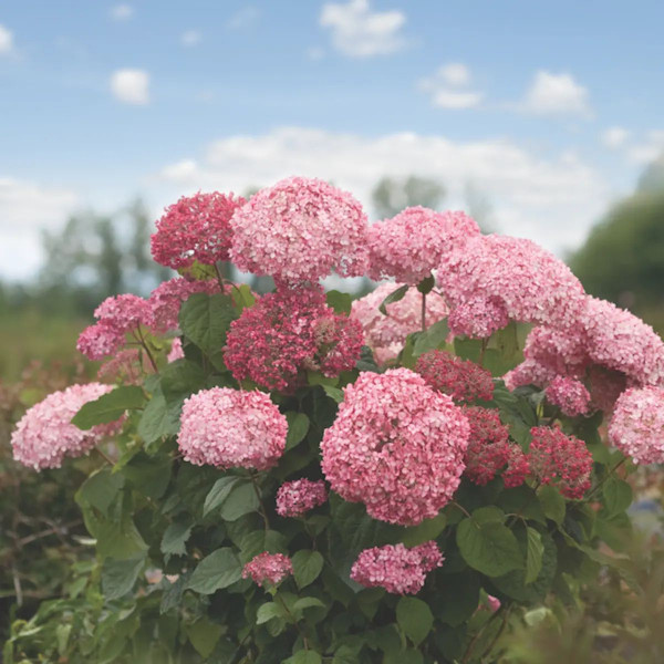 Hortenzie Pink Annabelle