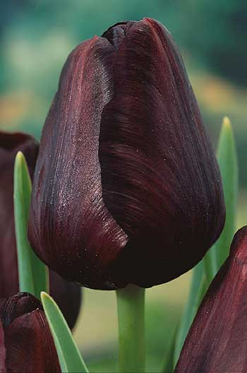 Queen of Night, tulipány