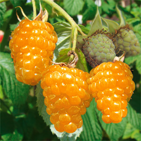 Two Timer Sugana žlutá