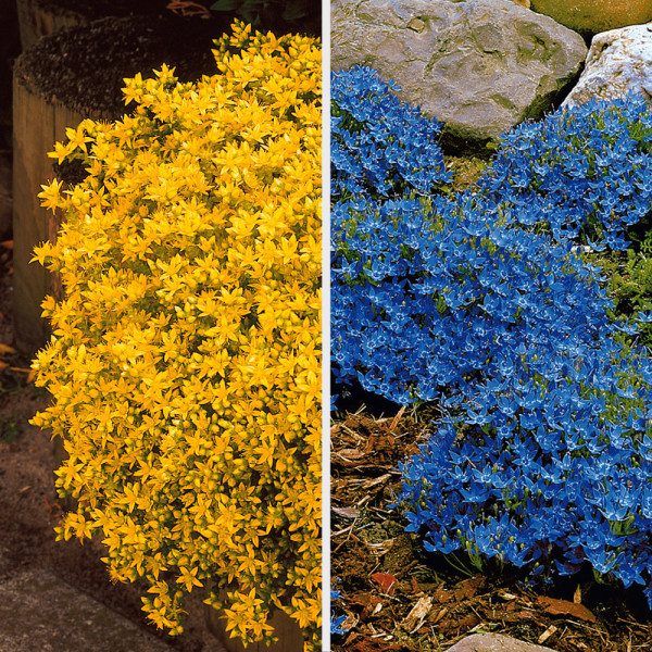 3x Zvonek + 3x Rozchodník