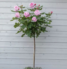 Home&Garden, stromková růže