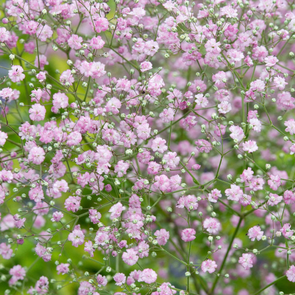 Šater latnatý, růžový