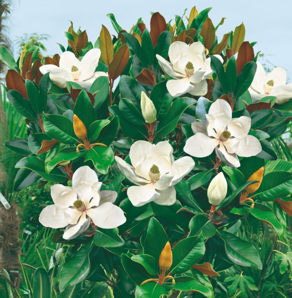 Magnolie Blanchard