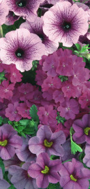 Conf. Garden Purple Cleopatra (4) akce