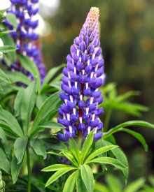 Lupina mnoholistá, modrá