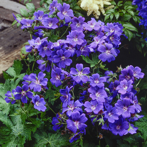 Kakost himalájský Johnson's Blue (1)