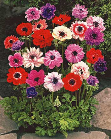 Sasanka St. Brigid (15)