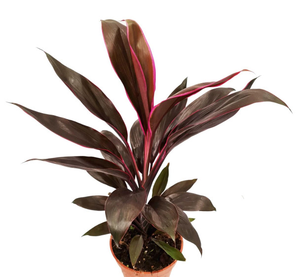 Dračinka křovitá Tango