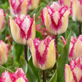 Yasmine, tulipán