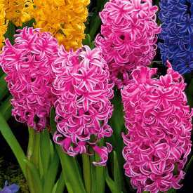 Hyacinty, růžové(3)