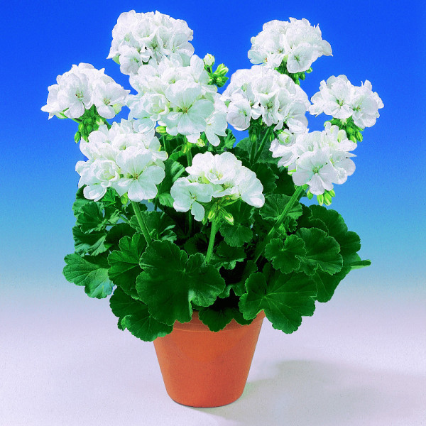 Sunrise Clarissa, muškát (3)