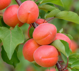 Bergarouge meruňka, volné kořeny