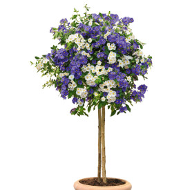 Hořcový stromek Blanc Bleu