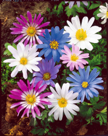 Sasanka vábná (15)