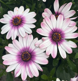 Osteospermum