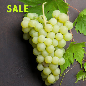 Picurka, hroznové víno bez jader