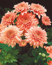 Chryzantéma Shippi Apricot (3)