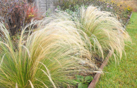 Kavyl péřovitý Ponytails