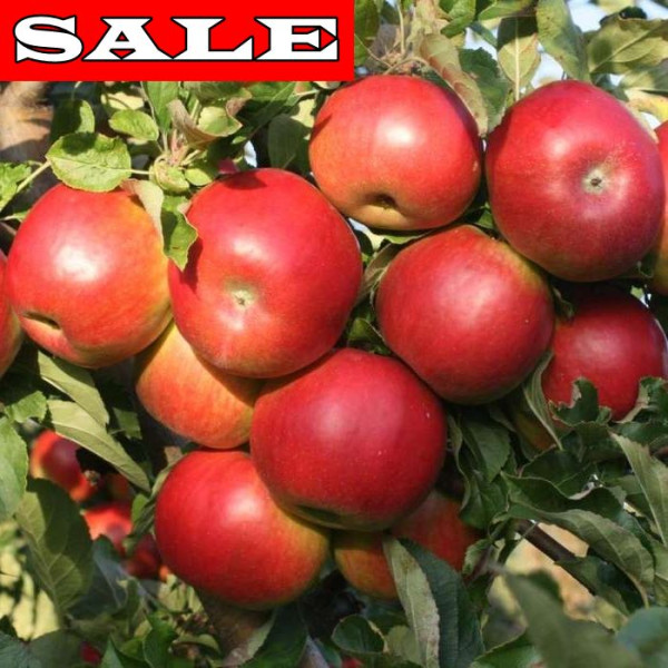 Idared jabloň, volné kořeny