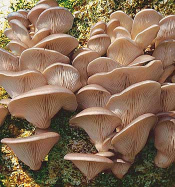 Hlíva ústřičná, očkovací látka