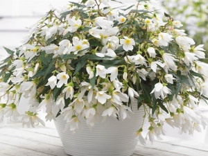 Begónie Beauvilia® , White (1)