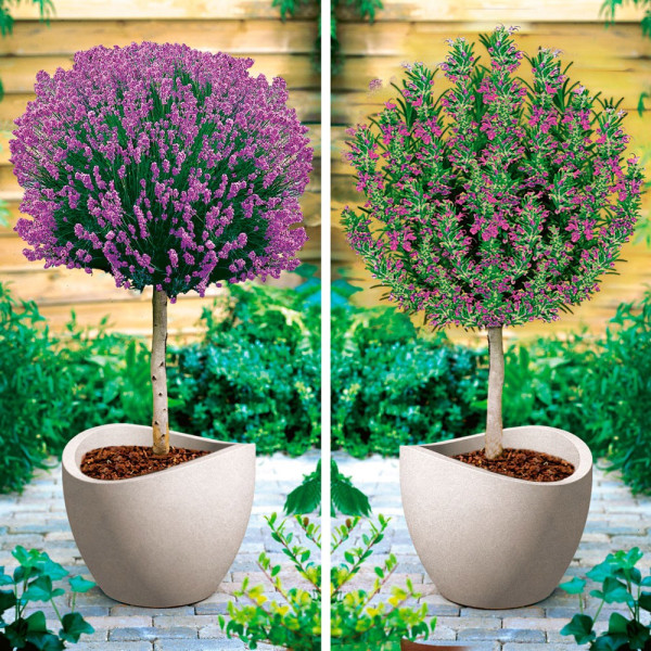 Levandule a rozmarýna na kmeni