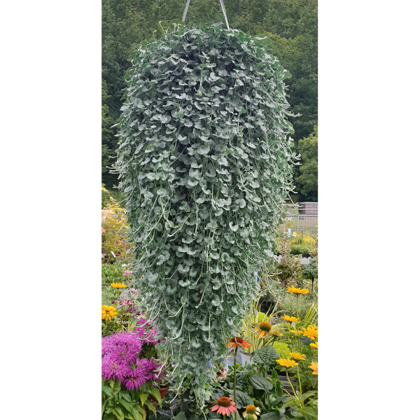 Stříbrný déšť (3)