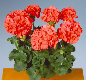 Sunrise Mandarine, muškát (3)