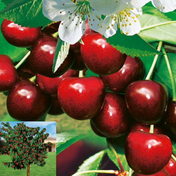 Carmen třešeň, kontejner