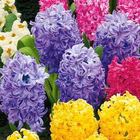 Hyacinty, modré(3)