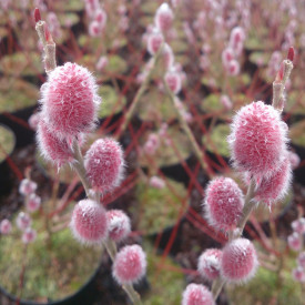 Vrba štíhlopestíková 'Mount Aso'