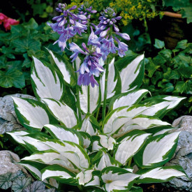 Hosta Fire and Ice (3)