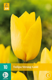 Strong Gold, tulipány (10)