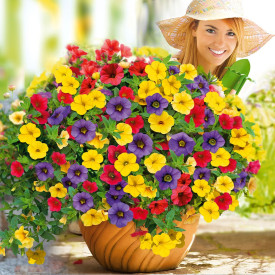 Mini Vista Karneval, petúnie(1)