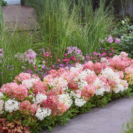 Hortenzie Groundbreaker 