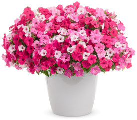 3 Petúnie Supertunia Vista