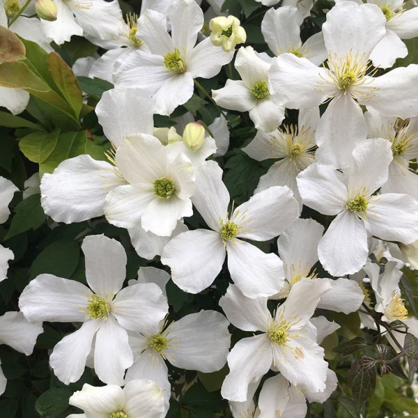 Klematis montana Grandiflora