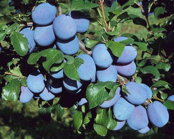 Haganta švestka, volné kořeny