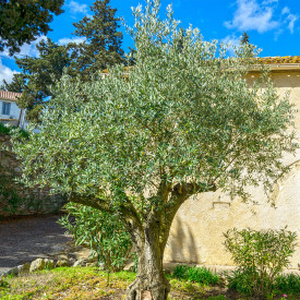 Olivovník Fragivento