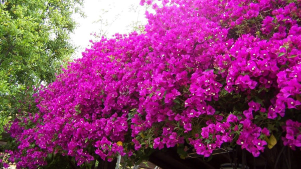 Bougainvillea, růžová
