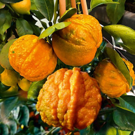 Pomerančovník hořký Arangino