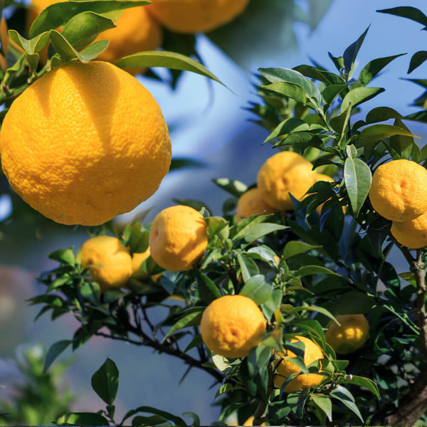 Yuzu