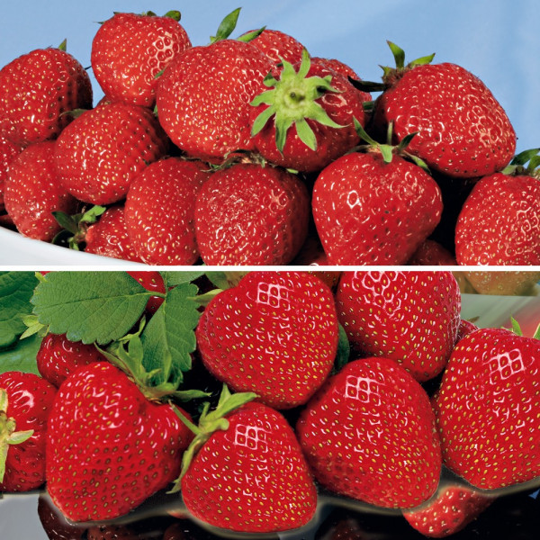 5 Symphony + 5 Lambada